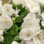 Sunpatiens – Compact White – 10″ Hanging Basket